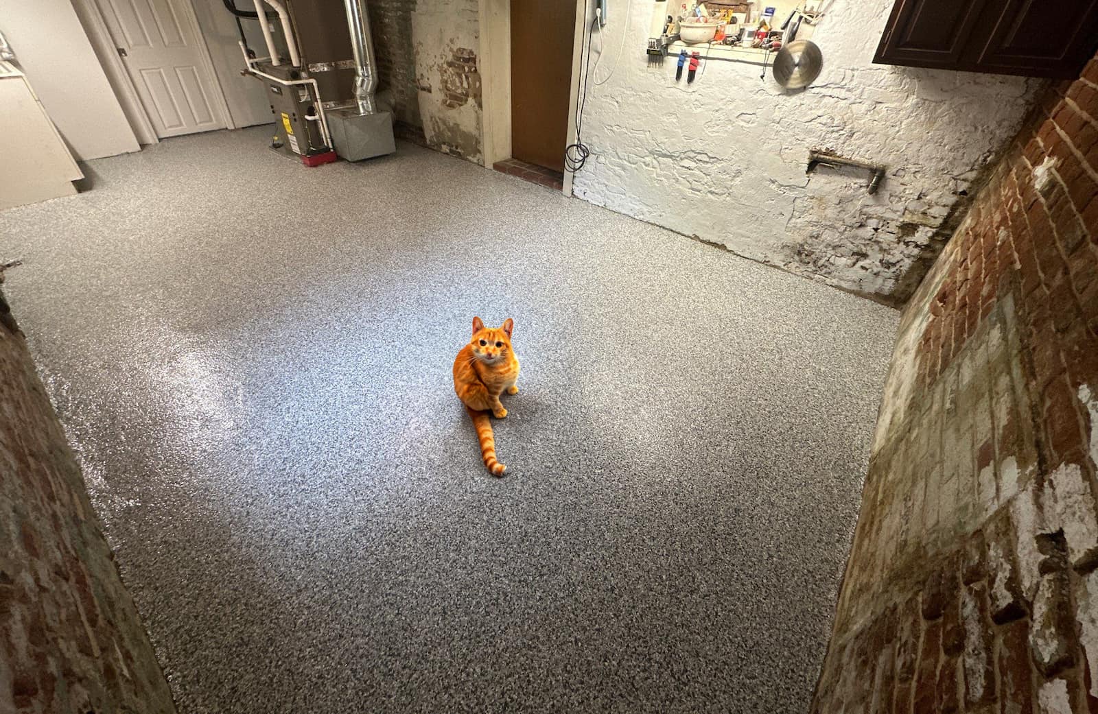 orange cat Keeping Your Pets Cool in Summer with Polyaspartic Concrete Coating
