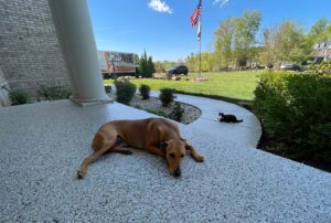 Keeping Your Pets Cool in Summer with Polyaspartic Concrete Coating