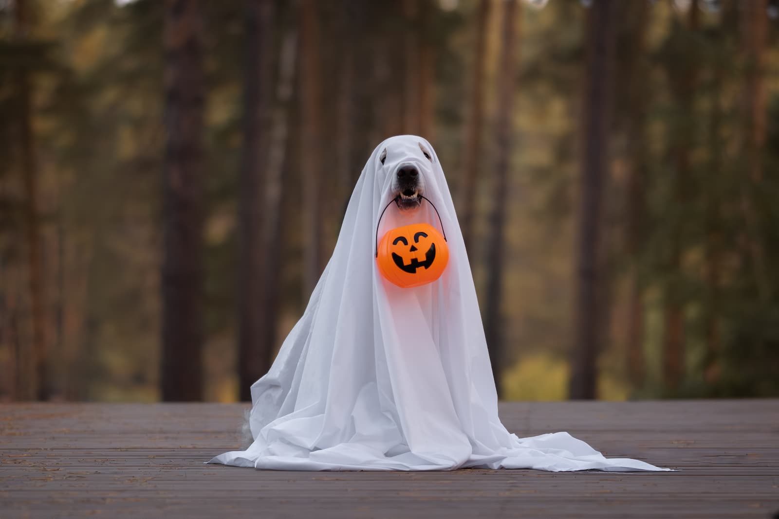 halloween dog - A Spooky Guide to Choosing the Best Industrial Floor Coating Contractor This Halloween